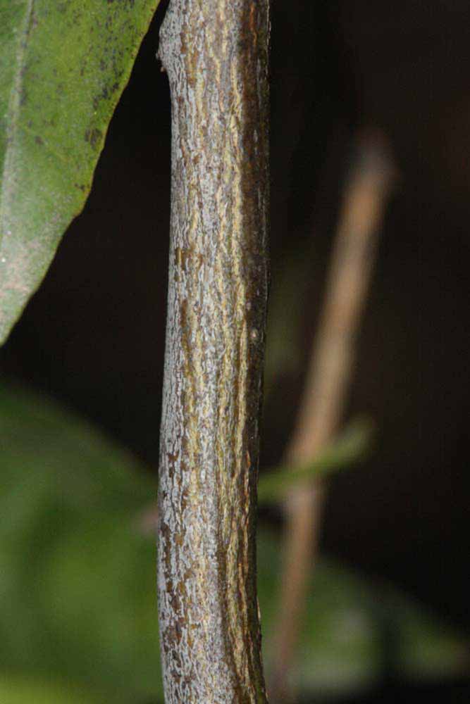              Second - third year twig (Riverside, CA)       